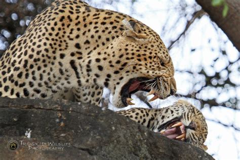 Video: Leopards mating - Africa Geographic