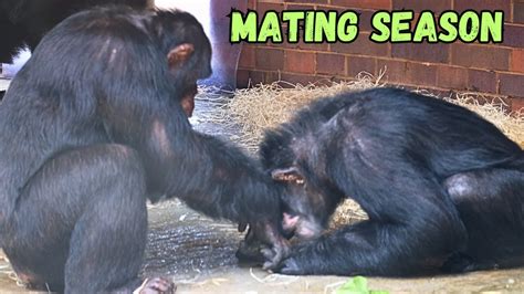 Chimpanzee Mating Season At Chester Zoo - YouTube