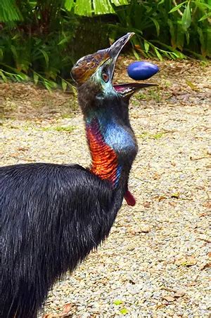 Cassowary Bird - Diet, Habitat, Sounds, Attack