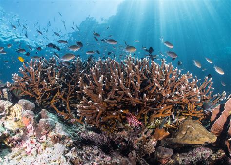 Acropora corals are thriving in Belize yet vanishing from nearby reefs ...