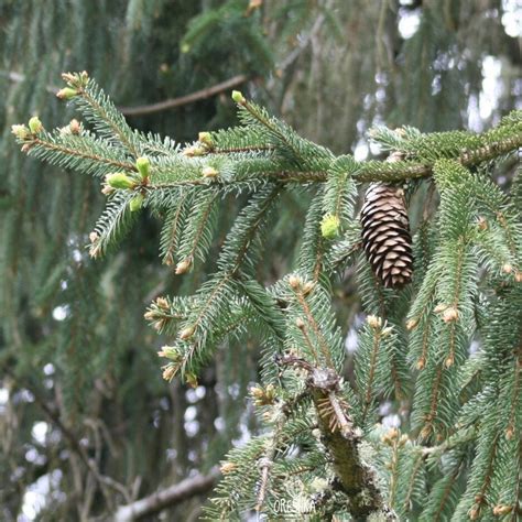 Picea Sitchensis 20 PCS Fresh Seeds Sitka Spruce Seeds | Etsy