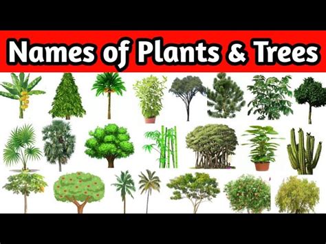 Types Of Plants Pictures And Names - Infoupdate.org