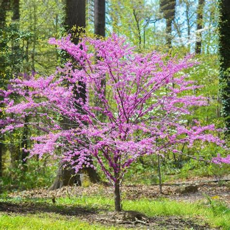 5 Gal. Eastern Redbud Tree with Pink Blossoms-REDBUD05G - The Home Depot