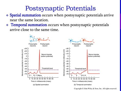 PPT - Postsynaptic neuron PowerPoint Presentation, free download - ID:2633217