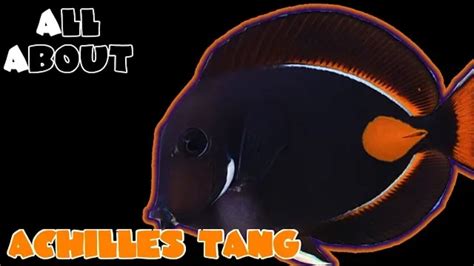 Achilles Tang/Surgeonfish: a complete care guide | Tank Facts