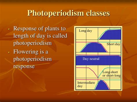 PPT - Plant Hormones PowerPoint Presentation, free download - ID:2969596