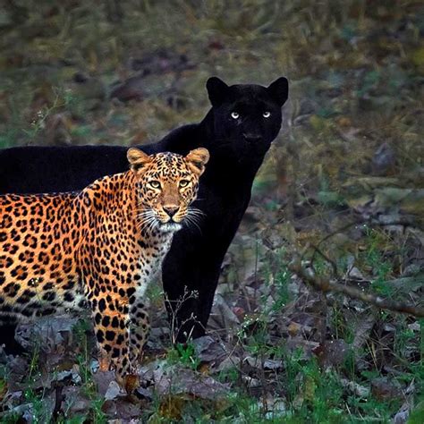 Rare Pic Of Black Panther & Leopard Pair In Kabini