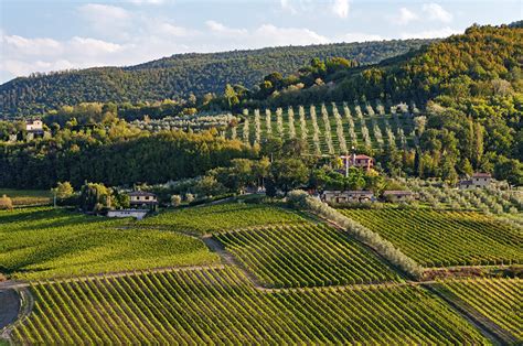 vineyards around Montepulciano • Wander Your Way