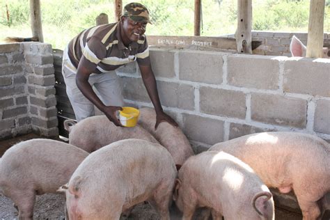 Tips to starting successful pig farming