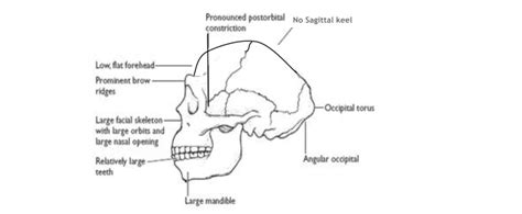 Occipital Torus Neanderthal