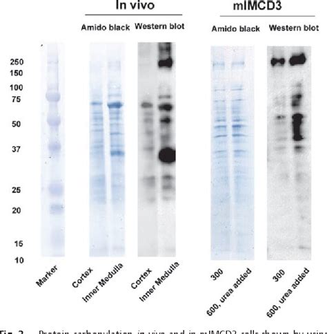 Figure 3 from High urea and NaCl carbonylate proteins in renal cells in culture and in vivo, and ...