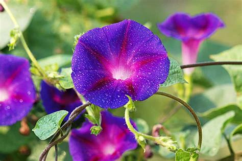 How to Grow Morning Glory in a Container | Gardener’s Path