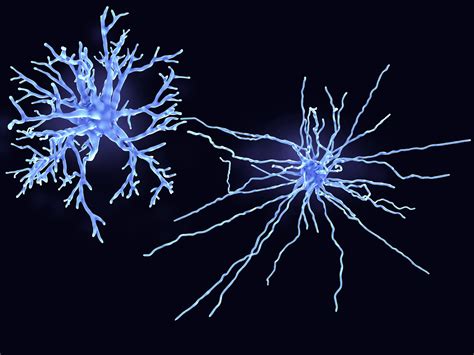 Astrocytes: Anatomy, Location, and Function