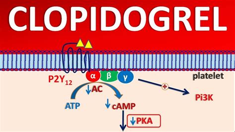 Clopidogrel (PLAVIX) - Mechanism, side effects, precautions & uses ...