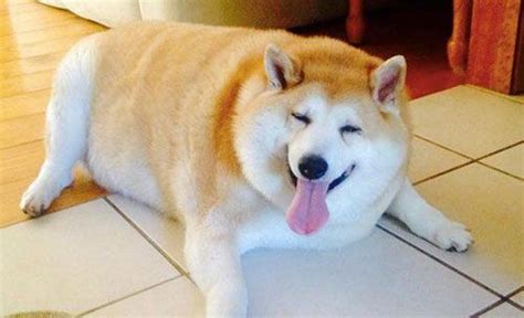 fat shiba inu - Google Search | Fat dogs, Cute dogs, Funny animals