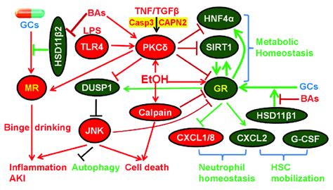 Diagram of glucocorticoid (GC) therapy and the roles of glucocorticoid ...