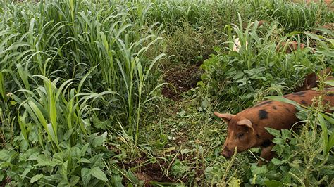 White Oak Pastures, getting sustainable farming right | by ButcherBox | Medium