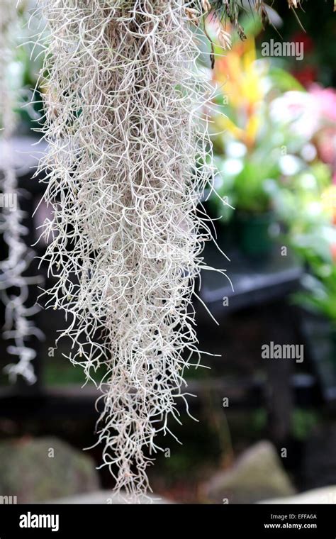 Old Man’s Beard plant, Spanish Moss, Tillandsia usneoides Stock Photo - Alamy