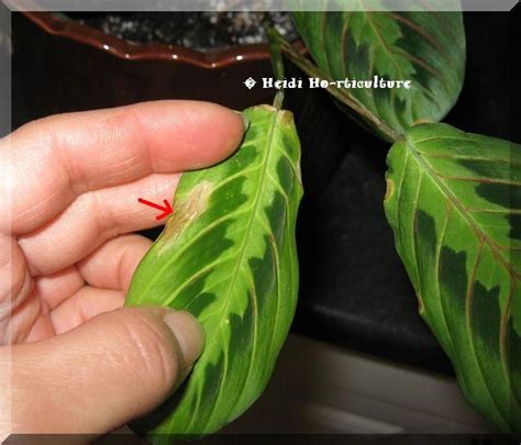 Heidi Horticulture: Common House Plant Pests Part 1 - Thrips