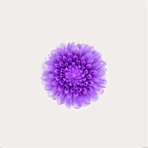 🔥 [40+] iOS 8 Flower Wallpapers | WallpaperSafari