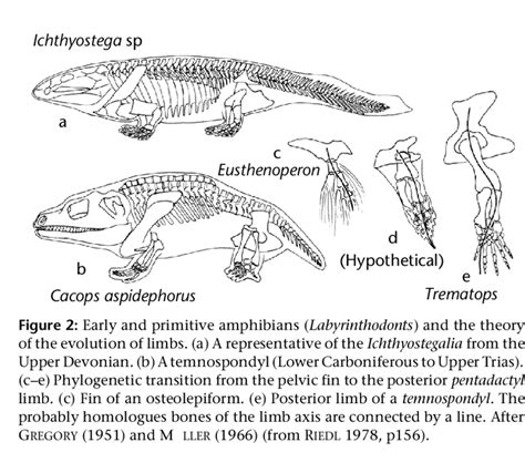 Early crossopterygian (Sarcopterygii, lobe-finned fishes). (a-b) Order... | Download Scientific ...