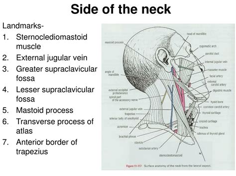 Lesser Supraclavicular Fossa