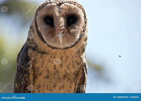 Lesser sooty owl stock image. Image of brown, sooty - 135854449