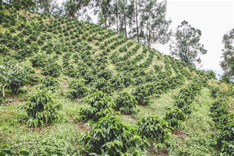 Finca Costa Rica in Huila, Colombia | The Coffee Quest US