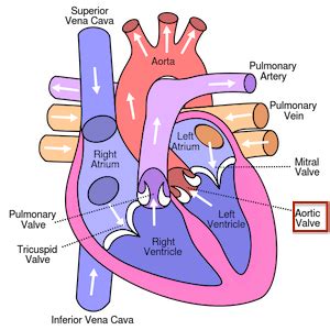 Aortic Semilunar Valve | Location, Structure & Function - Lesson ...