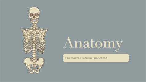 Free Anatomy PowerPoint Template - Prezentr