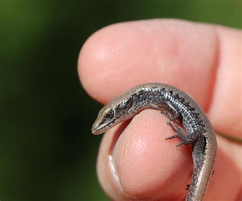 0 day old Northern Alligator Lizard : r/herpetology