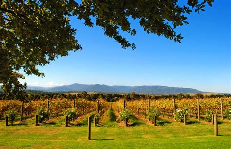 Melbourne - Yarra Valley Wineries