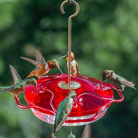 Droll Yankees® Little Flyer 4 Red Hummingbird Feeder, 10 oz. capacity, – More Birds