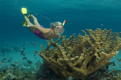 Bahamas Cruise Excursions | Nassau Ultimate Snorkeling Adventure - $99us