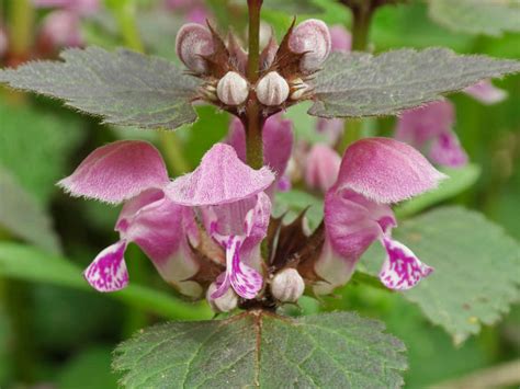 Lamium maculatum (Spotted Dead Nettle) - World of Flowering Plants