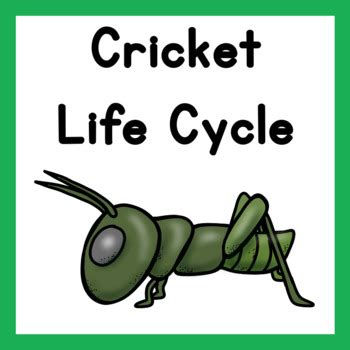 Cricket Life Cycle by The Organized Preschool Teacher | TpT