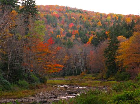 Autumn Trees Creek | Creeks & Streams| Free Nature Pictures by ForestWander Nature Photography