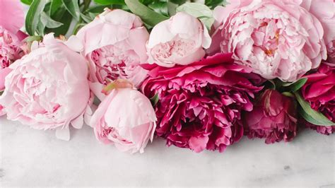 Pink Peonies Wallpaper (46+ images)