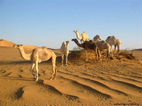 Sahara Desert Animals | Wallpapers Gallery