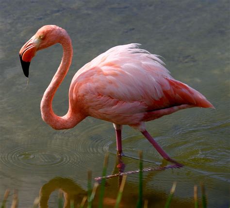 File:Greater flamingo galapagos.JPG - Wikimedia Commons