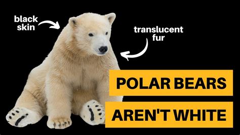 Here's Why Polar Bears Aren't White [+ Other Questions] - YouTube