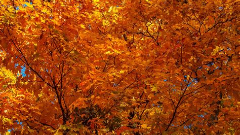 Fall colors in Indiana: Where and when foliage hits its peak