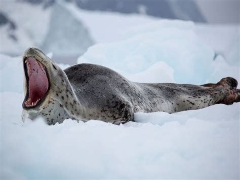 Check out the Teeth of a Leopard Seal | Smithsonian Photo Contest | Smithsonian Magazine