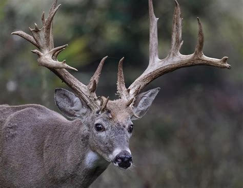 Virginia hunter accused of illegally killing 'one in a million' buck in Richmond