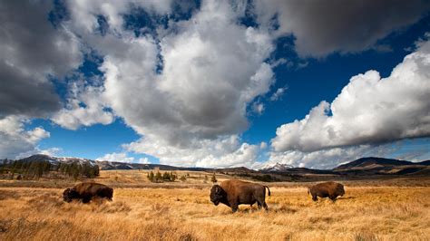 Bing HD Wallpaper Nov 2, 2024: American bison in Yellowstone National Park, Wyoming, USA - Bing ...