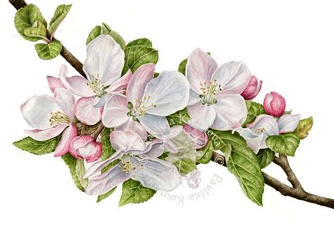 Apple blossom - fine art print | Floral watercolor paintings, Botanical ...