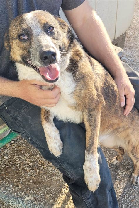 Dog for Adoption - Lily, a Australian Shepherd in Sedalia, MO | Alpha Paw