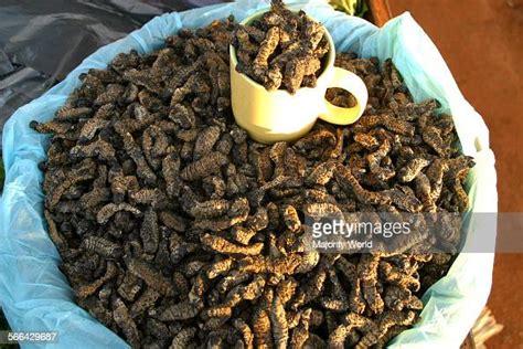 Mopane worms, traditional Venda food of the Vhavenda people, Limpopo... Photo d'actualité ...