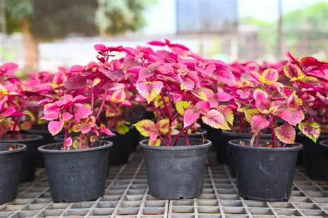 Coleus Plant Propagation and Care: A Beginner’s Guide