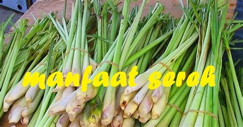 MANFAAT BATANG SERAI UNTUK KESEHATAN DAN KECANTIKAN | MANFAAT SEREH ...